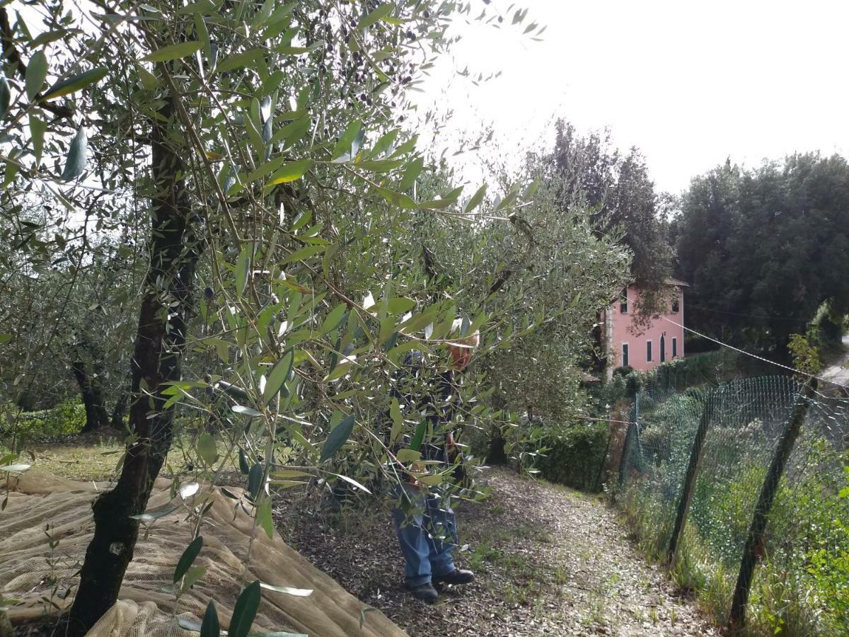 Podere Il Leccione パラーイア エクステリア 写真